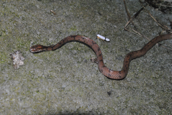 «ö¦¹¦b·sµøµ¡ÂsÄý¹Ï¤ù