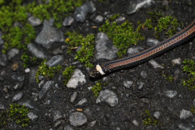 «ö¦¹¦b·sµøµ¡ÂsÄý¹Ï¤ù