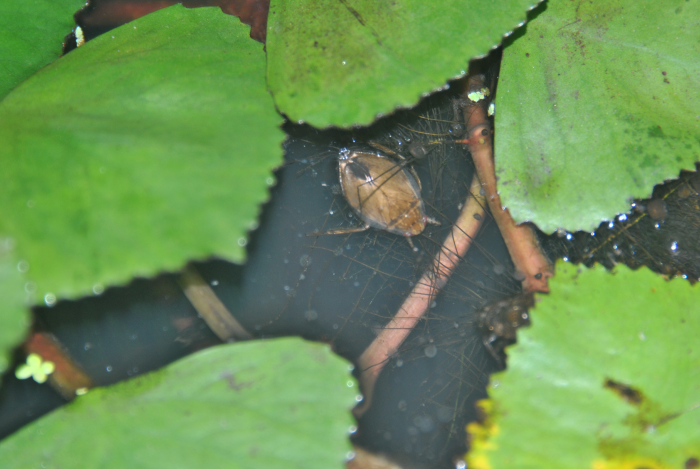 «ö¦¹¦b·sµøµ¡ÂsÄý¹Ï¤ù