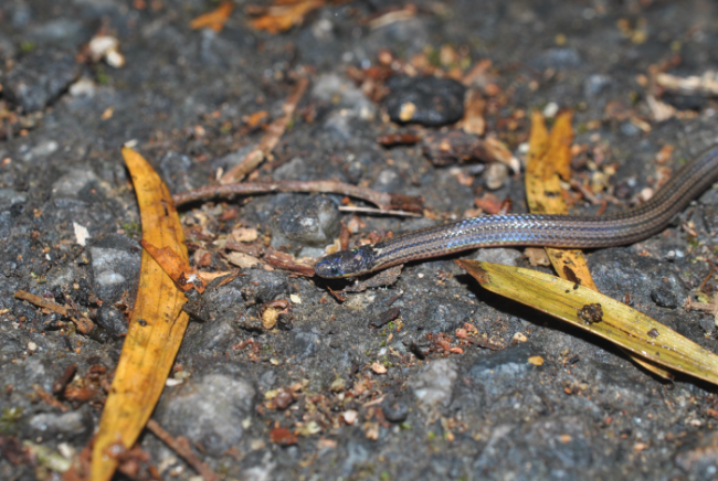 «ö¦¹¦b·sµøµ¡ÂsÄý¹Ï¤ù