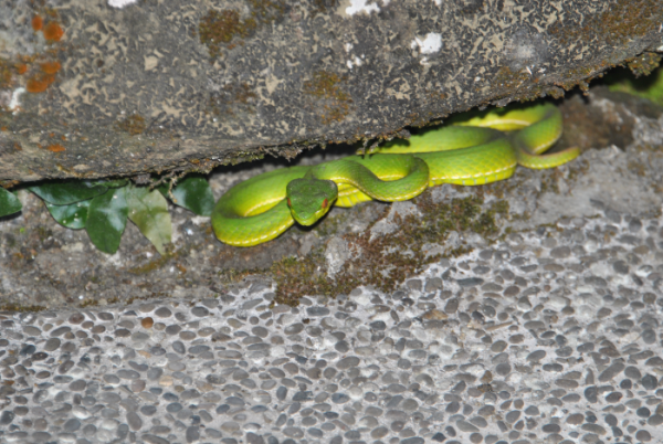 «ö¦¹¦b·sµøµ¡ÂsÄý¹Ï¤ù