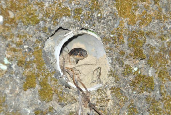 «ö¦¹¦b·sµøµ¡ÂsÄý¹Ï¤ù