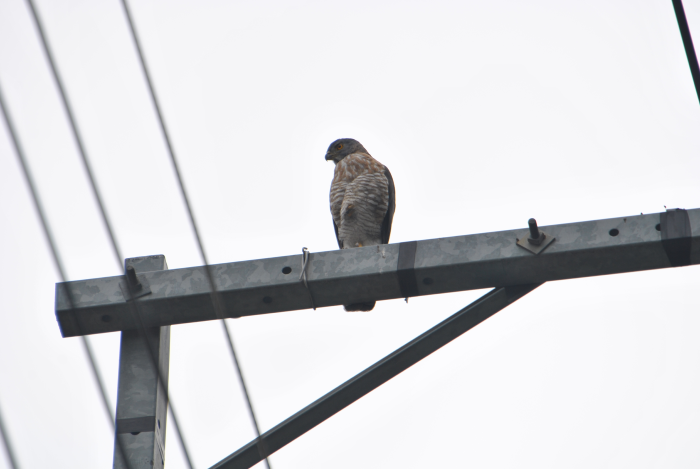 «ö¦¹¦b·sµøµ¡ÂsÄý¹Ï¤ù