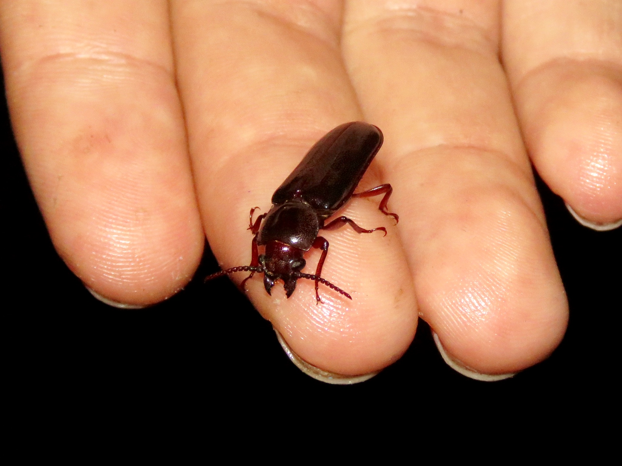 «ö¦¹¦b·sµøµ¡ÂsÄý¹Ï¤ù