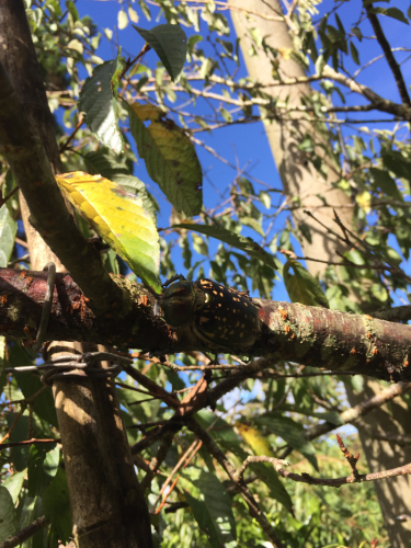 «ö¦¹¦b·sµøµ¡ÂsÄý¹Ï¤ù