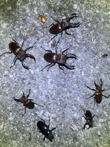 «ö¦¹¦b·sµøµ¡ÂsÄý¹Ï¤ù