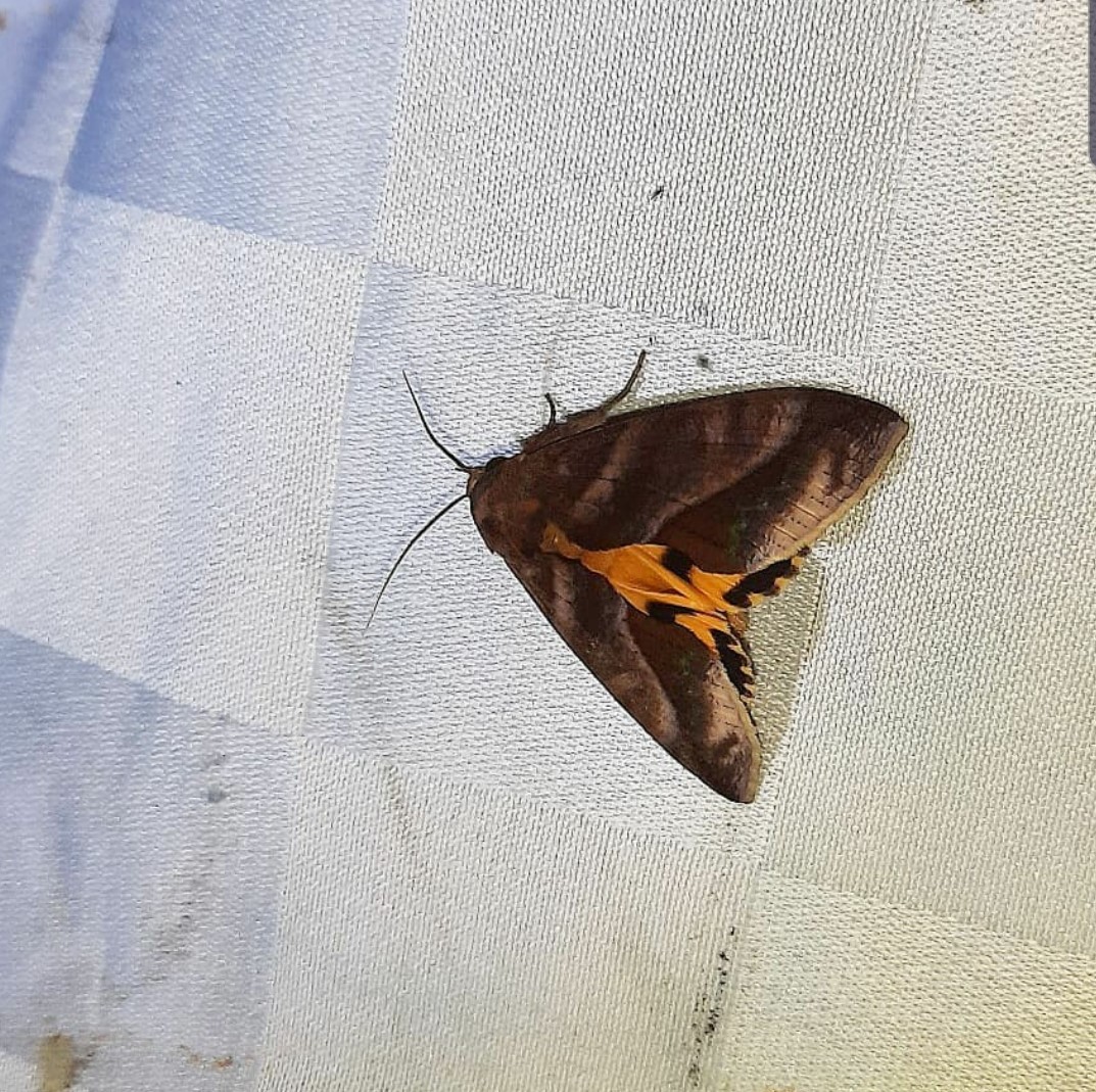 «ö¦¹¦b·sµøµ¡ÂsÄý¹Ï¤ù