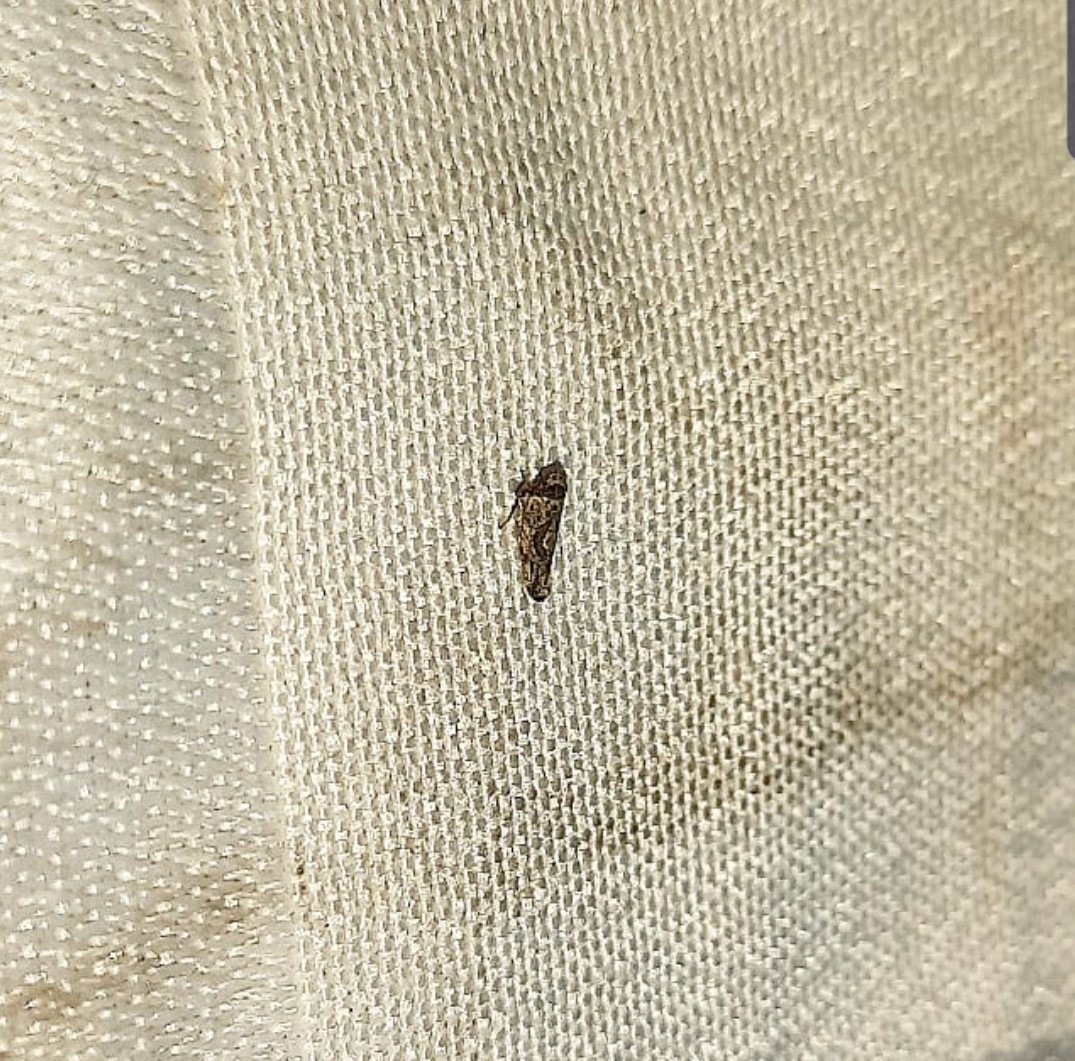 «ö¦¹¦b·sµøµ¡ÂsÄý¹Ï¤ù