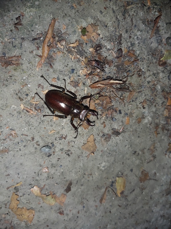 «ö¦¹¦b·sµøµ¡ÂsÄý¹Ï¤ù