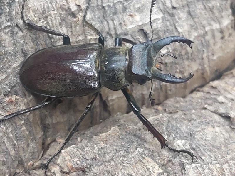 «ö¦¹¦b·sµøµ¡ÂsÄý¹Ï¤ù