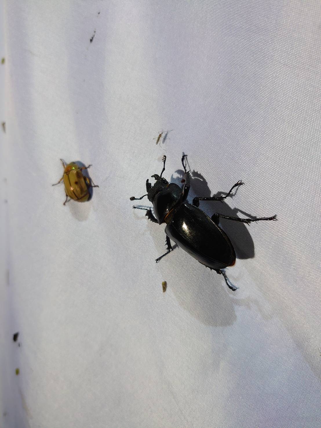 «ö¦¹¦b·sµøµ¡ÂsÄý¹Ï¤ù