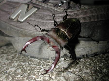 按此在新視窗瀏覽圖片