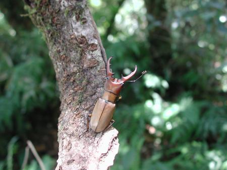 按此在新視窗瀏覽圖片