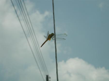 按此在新視窗瀏覽圖片