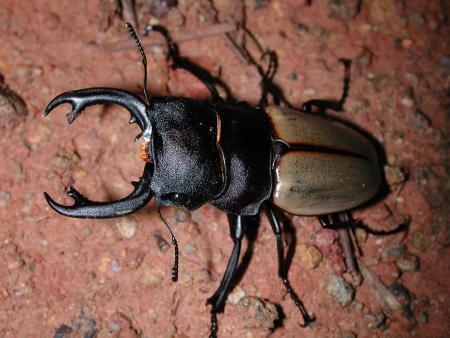 按此在新視窗瀏覽圖片