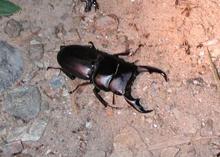 按此在新視窗瀏覽圖片