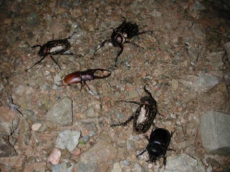 按此在新視窗瀏覽圖片