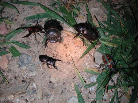 按此在新視窗瀏覽圖片