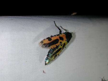 按此在新視窗瀏覽圖片