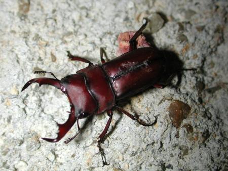 按此在新視窗瀏覽圖片