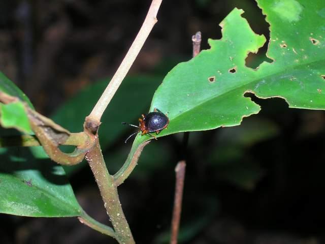 按此在新視窗瀏覽圖片