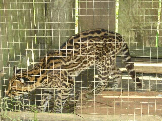 按此在新視窗瀏覽圖片