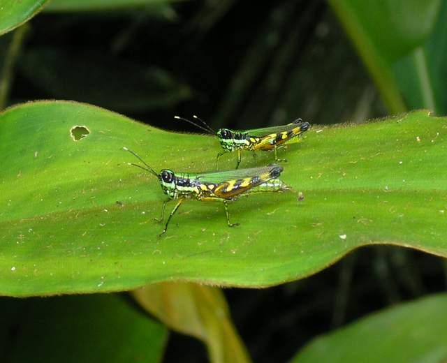 按此在新視窗瀏覽圖片