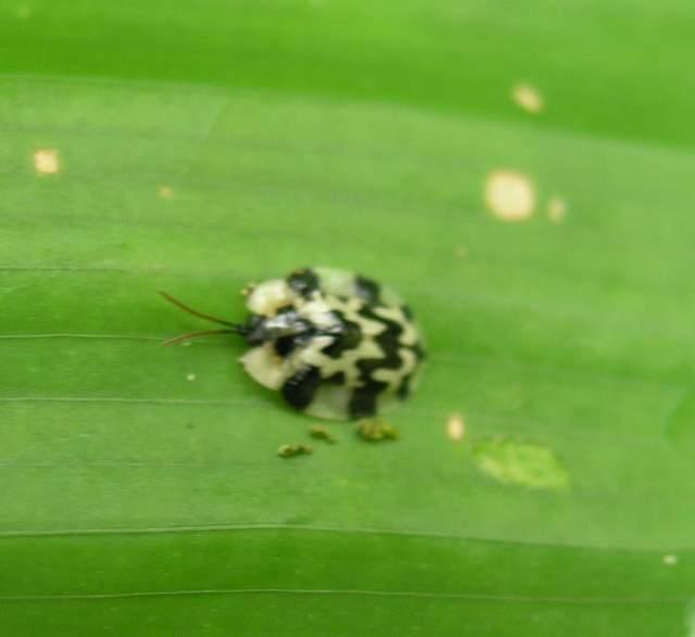 按此在新視窗瀏覽圖片