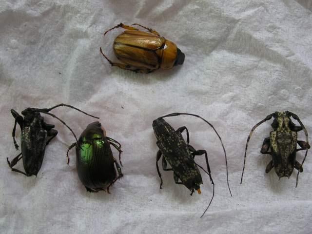 按此在新視窗瀏覽圖片