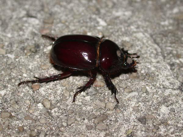 «ö¦¹¦b·sµøµ¡ÂsÄý¹Ï¤ù