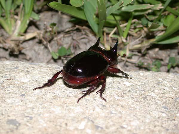 «ö¦¹¦b·sµøµ¡ÂsÄý¹Ï¤ù