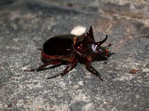 «ö¦¹¦b·sµøµ¡ÂsÄý¹Ï¤ù