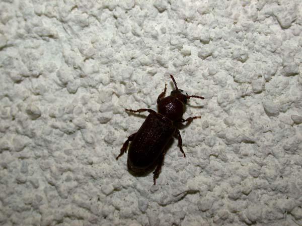 «ö¦¹¦b·sµøµ¡ÂsÄý¹Ï¤ù