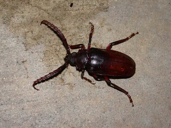 «ö¦¹¦b·sµøµ¡ÂsÄý¹Ï¤ù