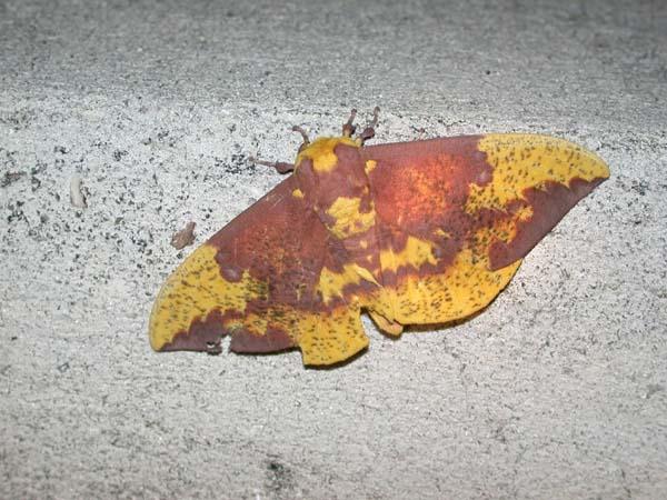 «ö¦¹¦b·sµøµ¡ÂsÄý¹Ï¤ù