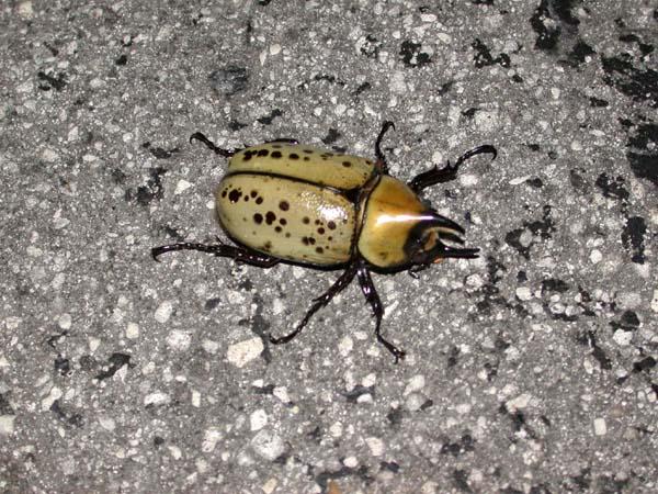 «ö¦¹¦b·sµøµ¡ÂsÄý¹Ï¤ù