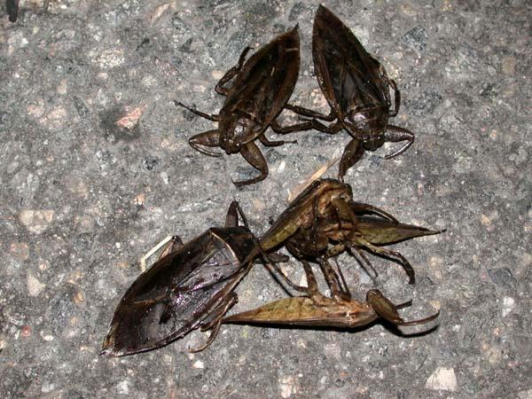 «ö¦¹¦b·sµøµ¡ÂsÄý¹Ï¤ù