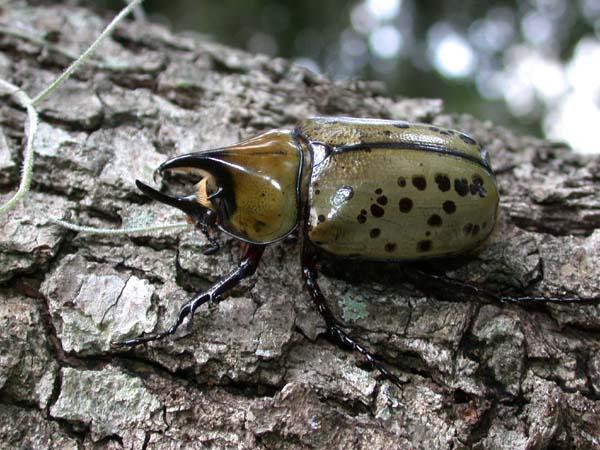 «ö¦¹¦b·sµøµ¡ÂsÄý¹Ï¤ù