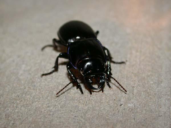 «ö¦¹¦b·sµøµ¡ÂsÄý¹Ï¤ù