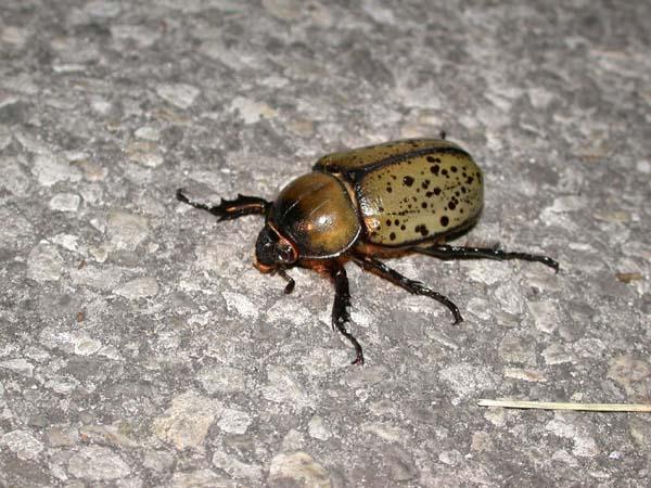 «ö¦¹¦b·sµøµ¡ÂsÄý¹Ï¤ù