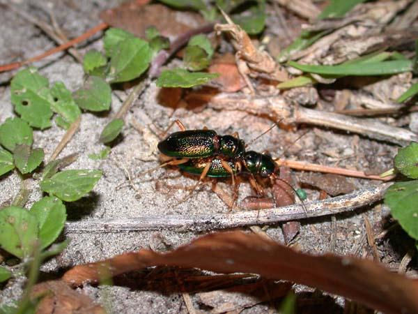 «ö¦¹¦b·sµøµ¡ÂsÄý¹Ï¤ù