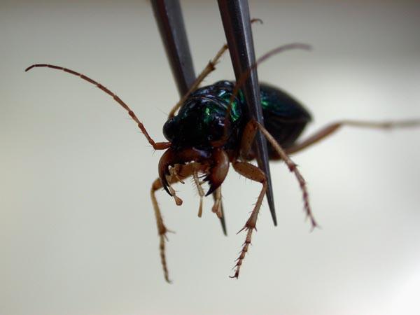 «ö¦¹¦b·sµøµ¡ÂsÄý¹Ï¤ù