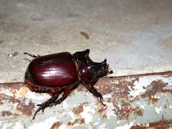 «ö¦¹¦b·sµøµ¡ÂsÄý¹Ï¤ù