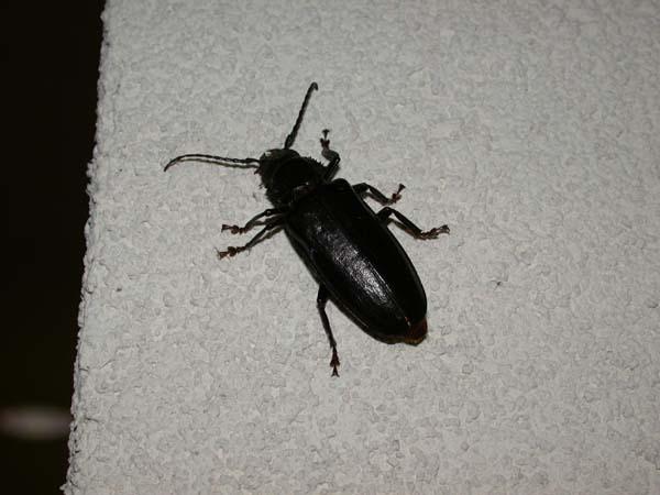 «ö¦¹¦b·sµøµ¡ÂsÄý¹Ï¤ù