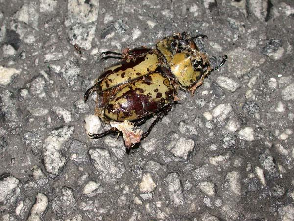 «ö¦¹¦b·sµøµ¡ÂsÄý¹Ï¤ù