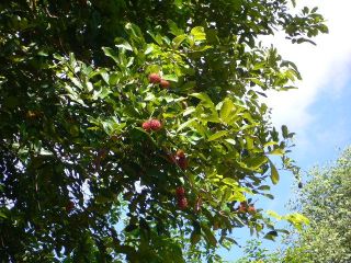 按此在新視窗瀏覽圖片