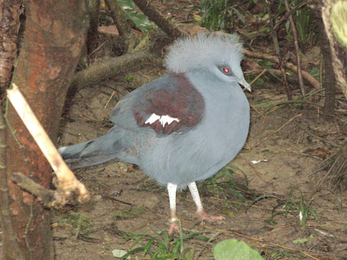 «ö¦¹¦b·sµøµ¡ÂsÄý¹Ï¤ù