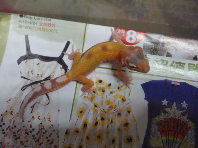 «ö¦¹¦b·sµøµ¡ÂsÄý¹Ï¤ù