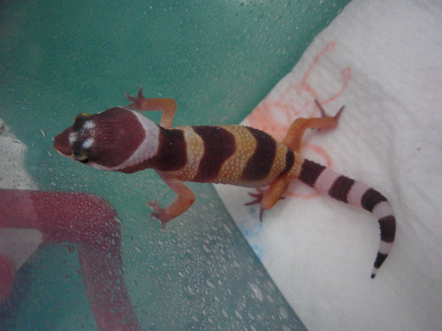 «ö¦¹¦b·sµøµ¡ÂsÄý¹Ï¤ù