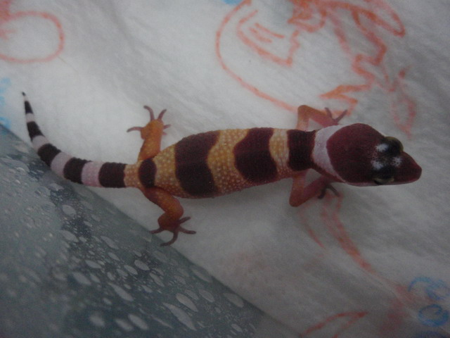 «ö¦¹¦b·sµøµ¡ÂsÄý¹Ï¤ù